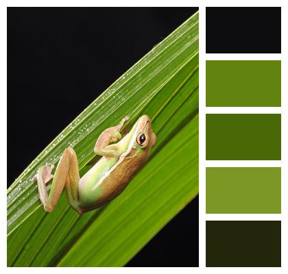 Green Tree Frog Amphibian Frog Image